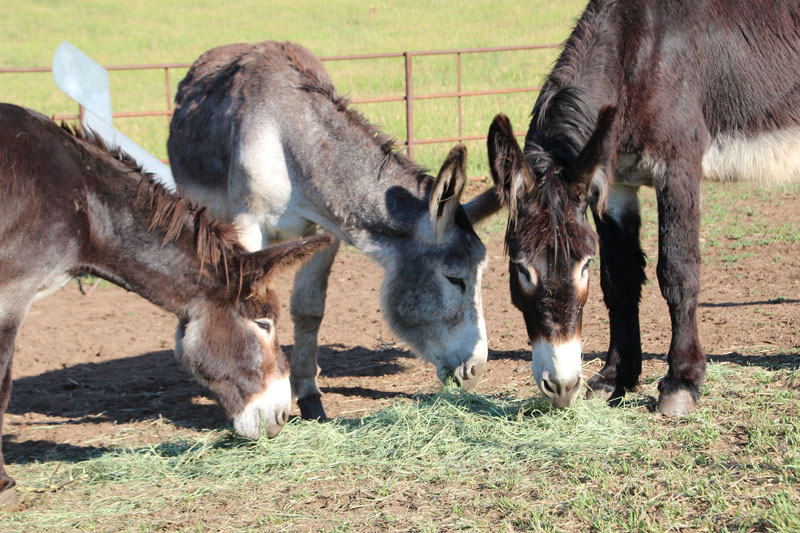 my three donkeys at my farm studio