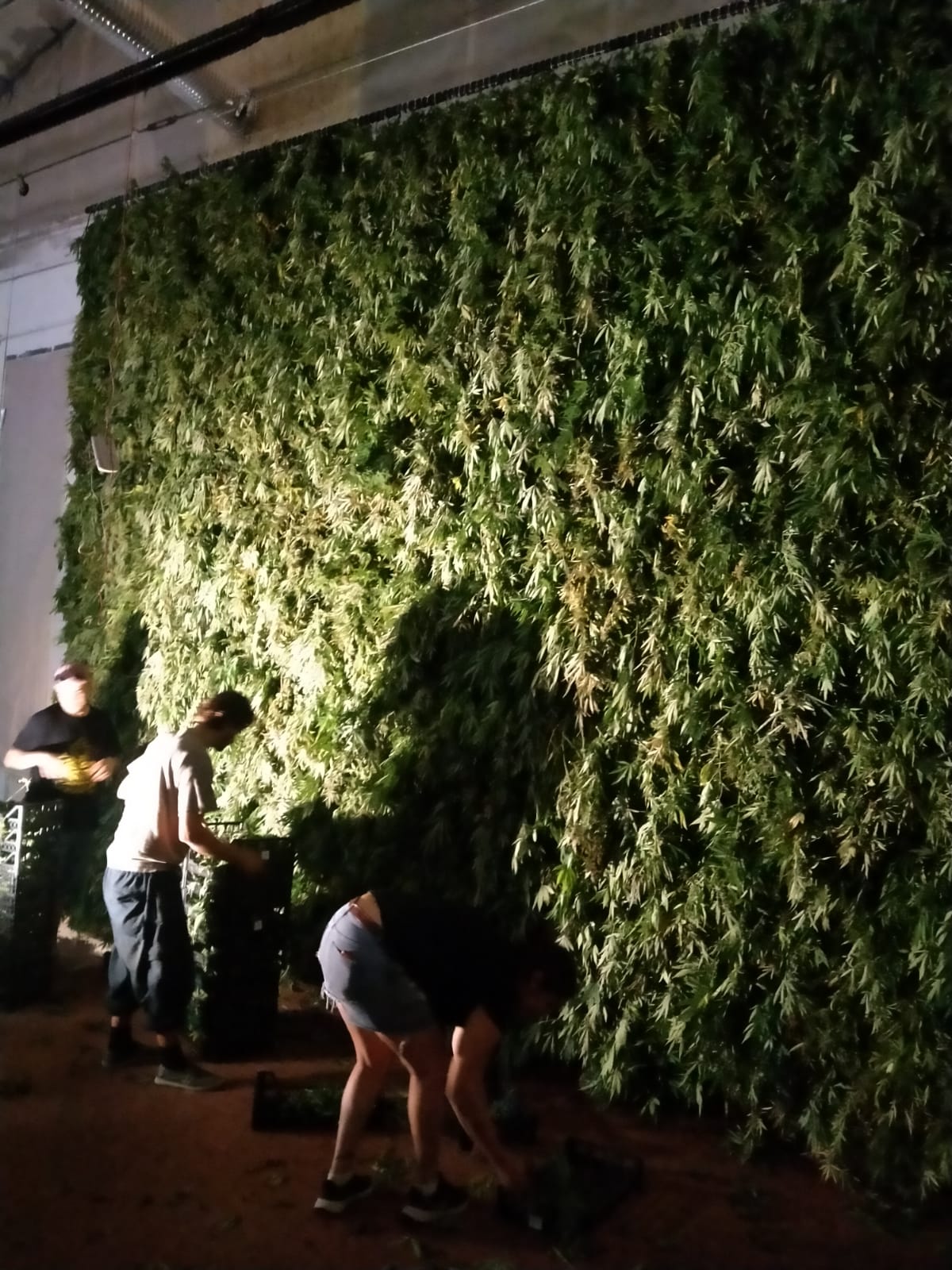 Hemp Drying and Curing process
