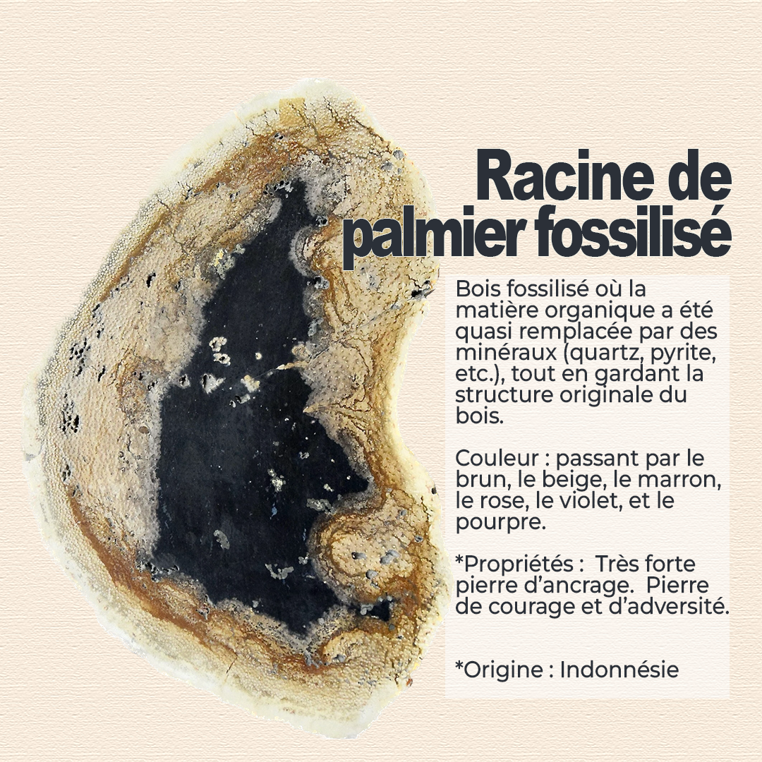 Racine de palmier fossilisé