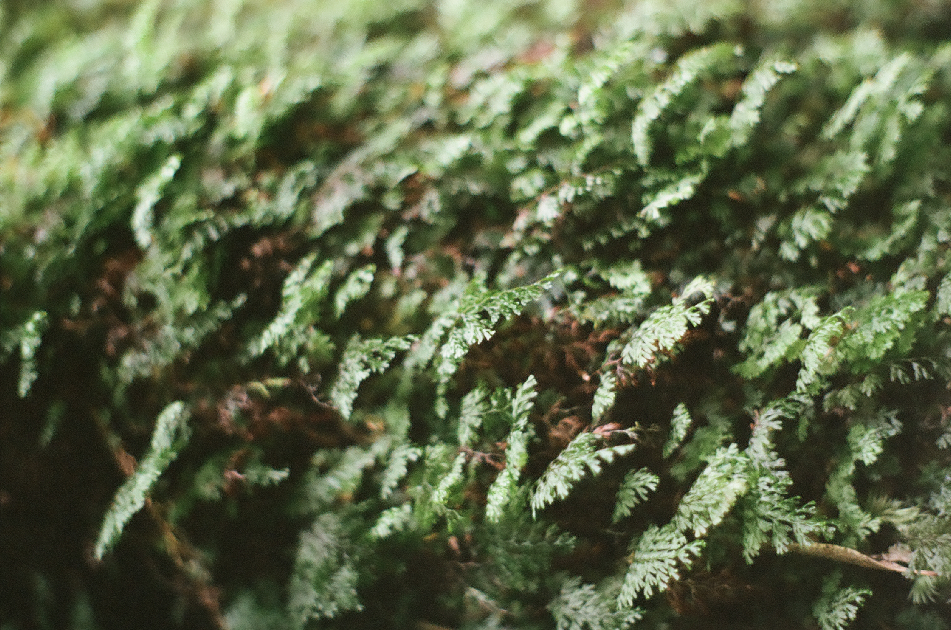 softly focused close-up picture of ferns