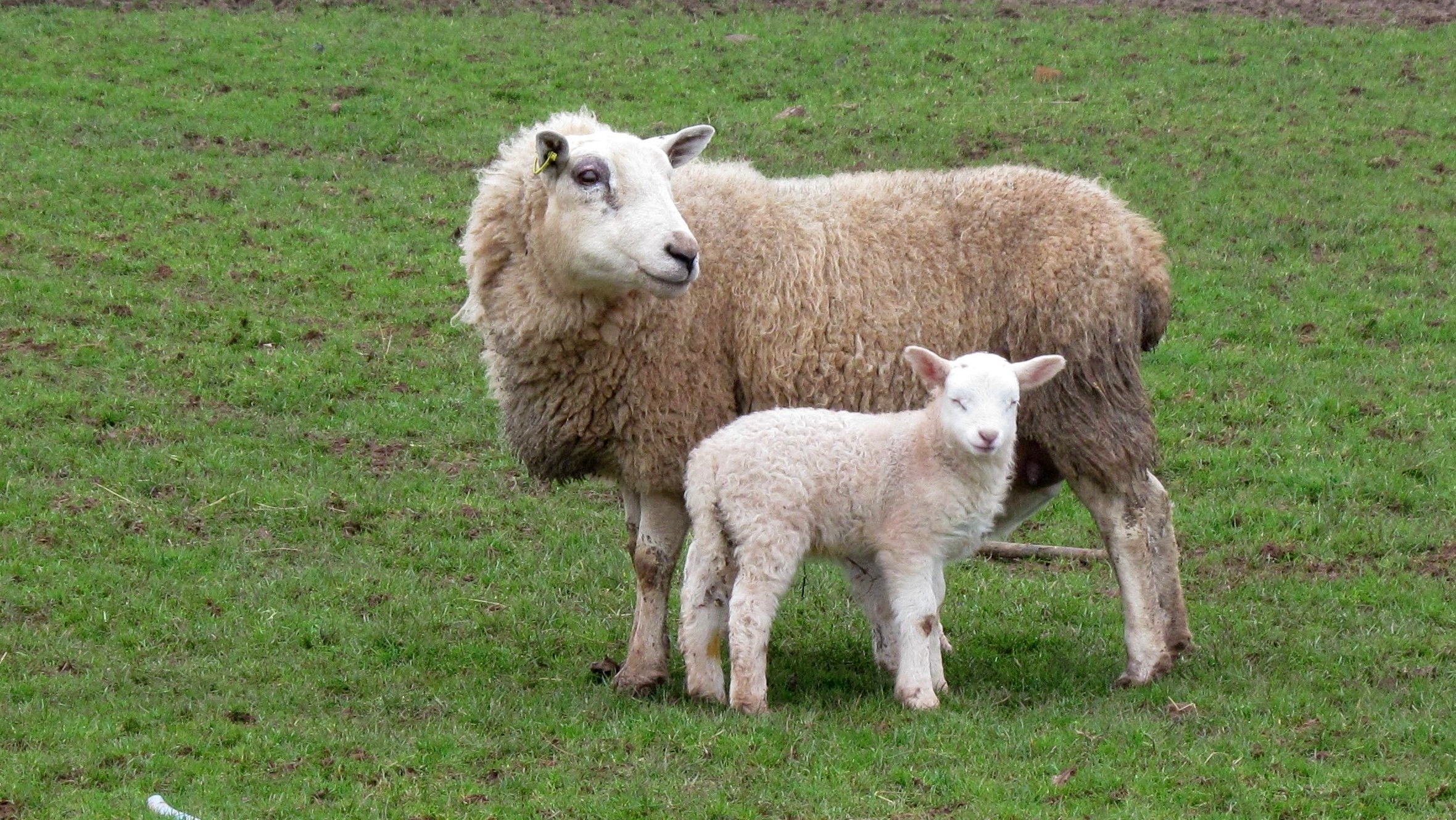 Mama Sheep
