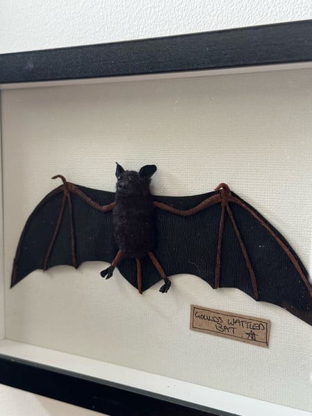 Image of Goulds wattled bat 2 faux taxidermy 