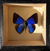 Image 4 of Small Cross Stitch Bug Box