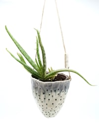 Image 3 of Hanging Planters 