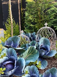 Image 2 of Wire Cloche