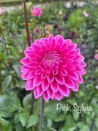 Pink Sylvia - Decorative Type