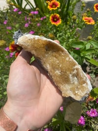 Image 1 of Honey Calcite Clam