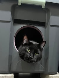 Image 17 of "Purricane Vault" Rapid Insulated Self-Warming Outdoor Cat Shelter