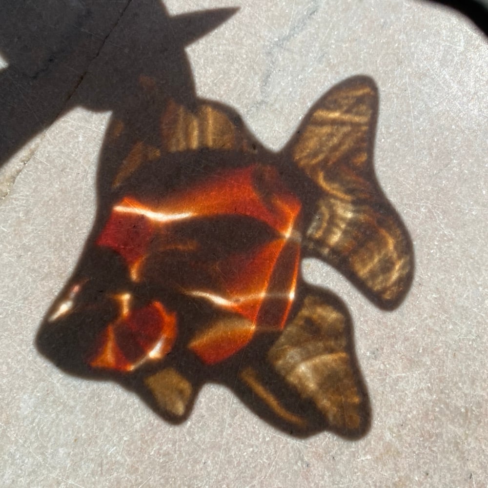 Image of RED AND WHITE Ryukin Goldfish
