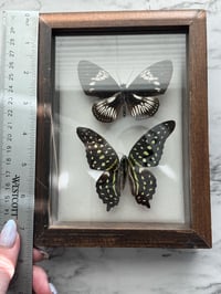 Image 6 of Framed Butterflies 