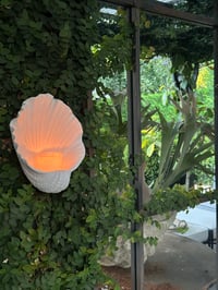 Image 1 of Oyster Wall Candle Holder