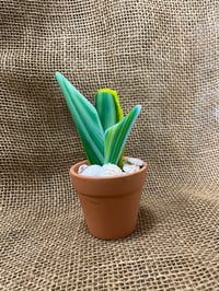 Image 4 of Mother in Law Tongue 