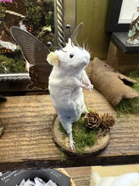 Image 3 of Make your own Taxidermy Mouse Workshop February Available Dates