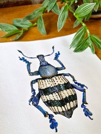 Image 8 of Weevil Beetle Watercolor Illustration PRINT 