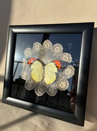 Image 2 of Doily Butterfly Frame