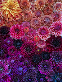 Image 1 of Warm Fall