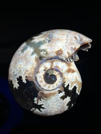 Image 11 of Ammonite Fossil | Madagascar #2994