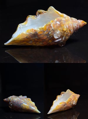 Image of Large Shell 3