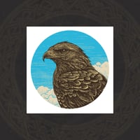 Buzzard