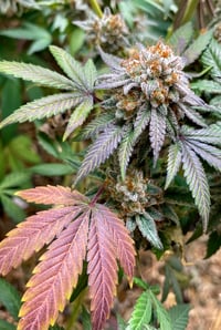 Image 2 of Oreoz Créme S1  (Oreoz x (Sunset Sherb x ChemD))