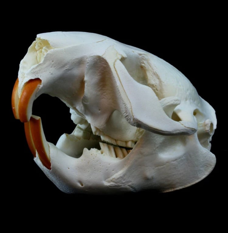 Image of Beaver Skull 