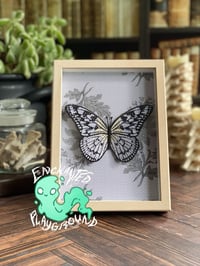 Image 2 of Faux Entomology Mounts - Paper Kite Butterfly