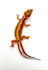 Bold Stripe High Contrast Tangerine (Tremper) H-25
