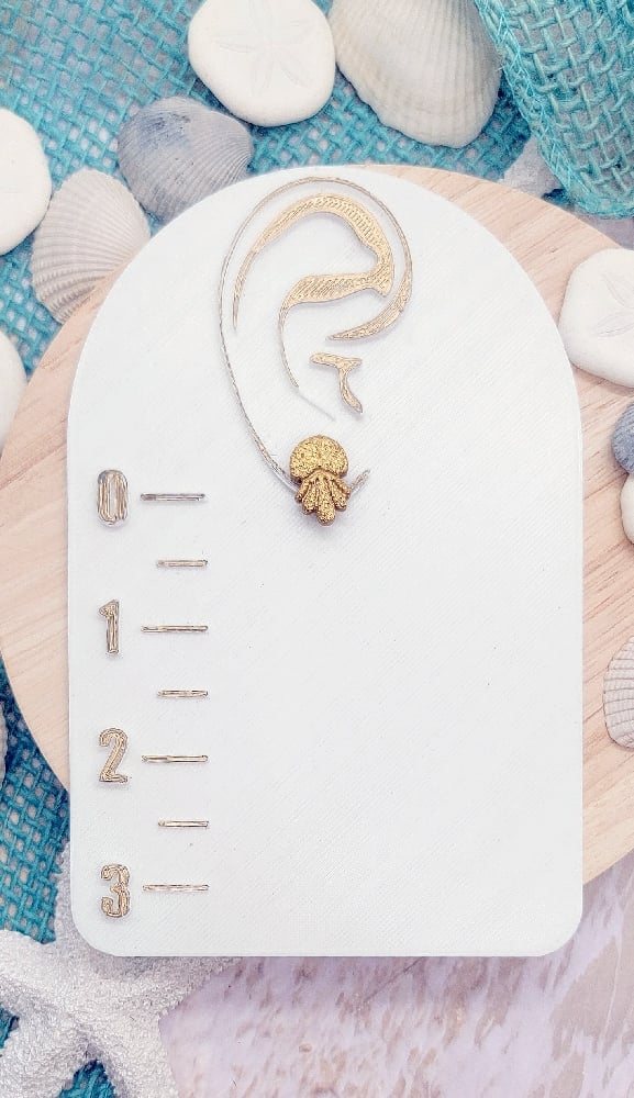 Image of Tidepool Treasures