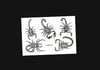 SCORPION SHEET 