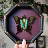 Papilio Peranthus