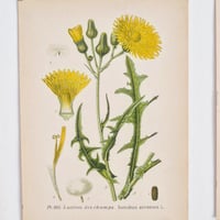 Image 5 of Planches Anciennes De Botanique En Couleurs