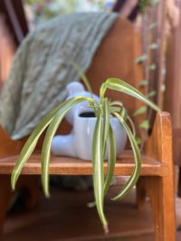 Image 2 of Curly 'Bonnie' Spider Plant in Blue Teddy Bear