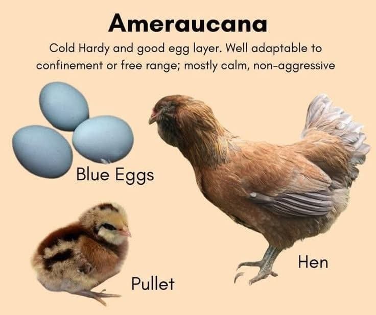 Image of Chicks Available 🐣