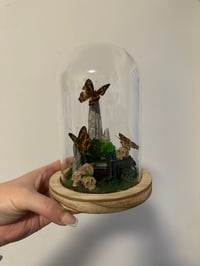 Image 1 of Himalayan Jester Dome