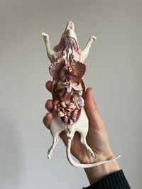 Image 3 of Rat resin cast 