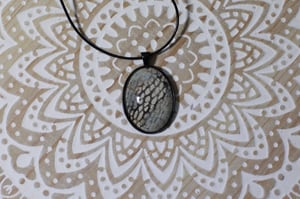 Image of Veiled Chameleon Collection 2