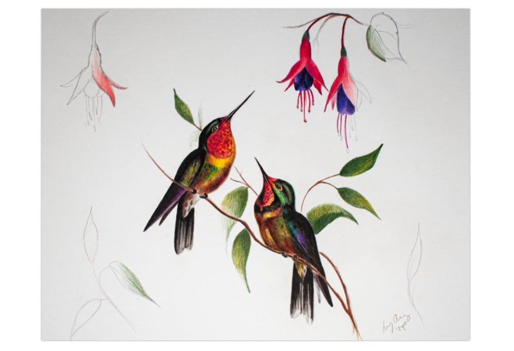 Image of Hummingbird print