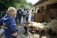 Image 1 of Sheep keeping course Bodmin Cornwall  May 10th 2025