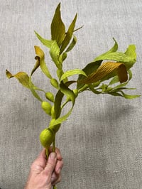 Image 4 of Macrocystis pyrifera (Giant Bladder Kelp)