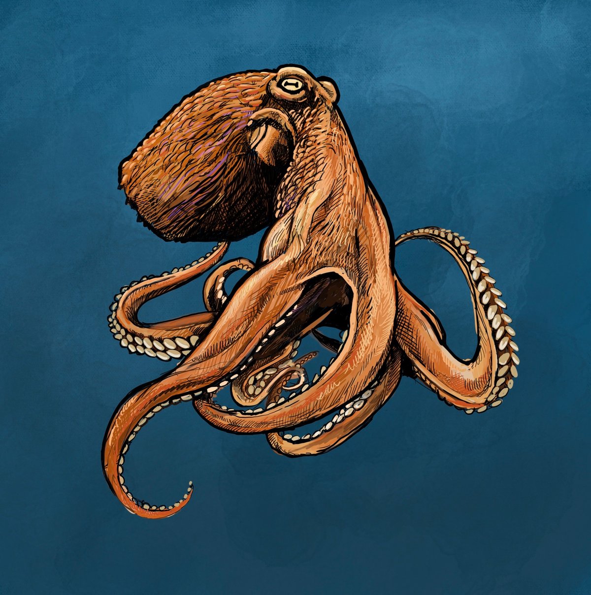 Octopus sticker or Print
