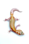 White and Yellow Red Stripe Tangerine Raptor (H-19)