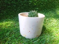 Terrazzo Mammillaria Oval Cylinder Medium