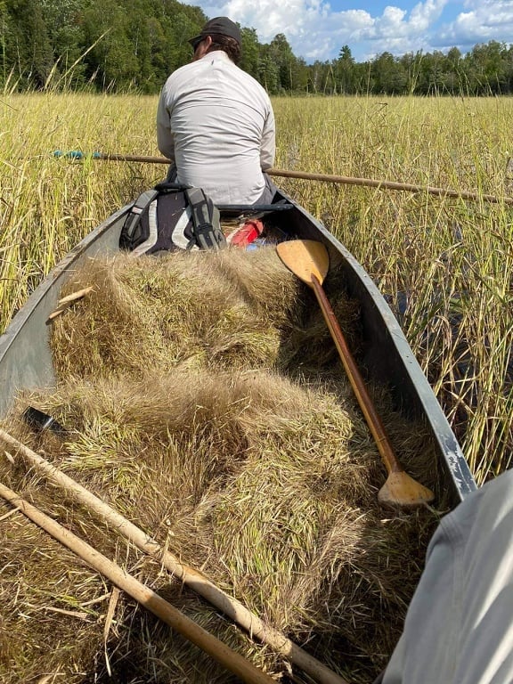 GRASS ROOTS! TRUE Native American WILD Rice-Bones-Muscle-Low Glycemic-Heart [1/4 Lb.-1/2 Lb.]