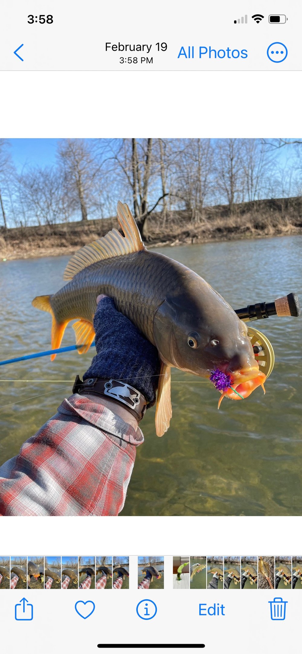 Carp Stalker's Sinking Mulberry 