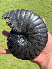 Image 7 of Large Black Ammonite Fossil With Pyrite | Madagascar #2699