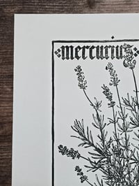 Image 2 of Mercurius Lavandula • Planherbarium linocut paper print