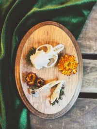 Image 1 of Muskrat Hanger & Orange Strawflower