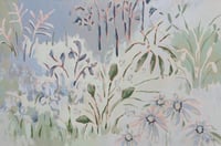 Queen’s Lace