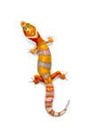 Giant High Contrast Tangerine (Tremper) 