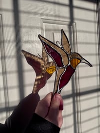 Image 4 of Hummingbirds 